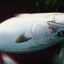 ２日で７本！！青物爆釣ｗロケットスタートｗ